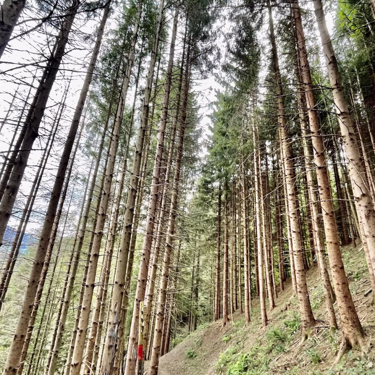 Bike Park Pezzeda Freeride Downhill Enduro 1 768x768