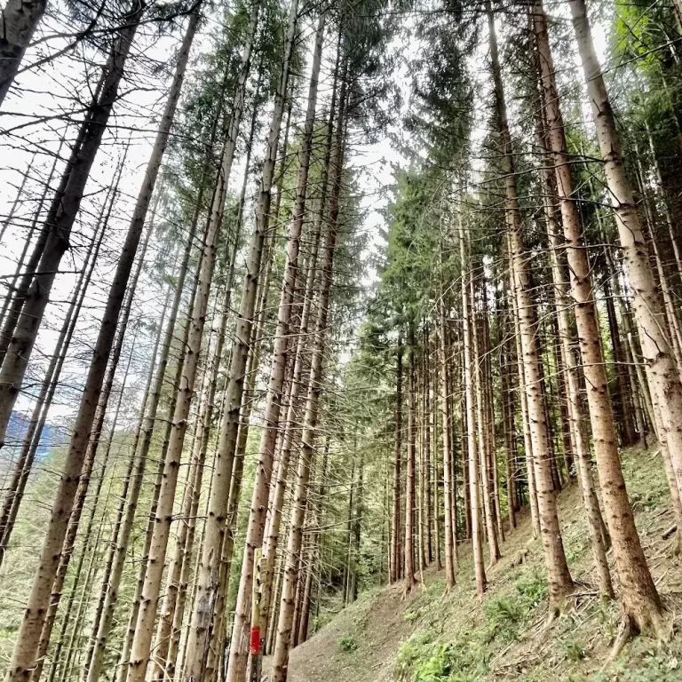 Bike Park Pezzeda Freeride Downhill Enduro 1 768x768