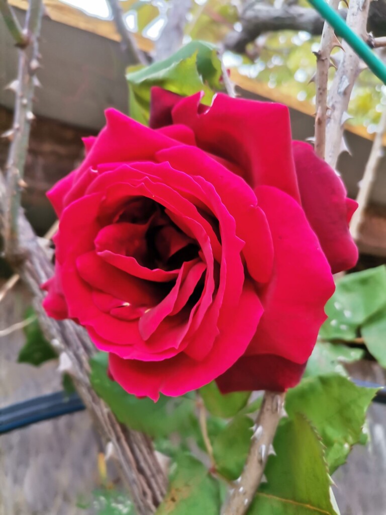 IMG 20230505 WA0021 768x1024