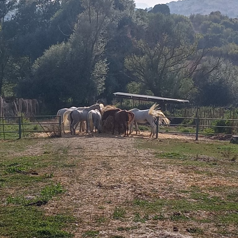 Ranch Brionna 0 2 768x768