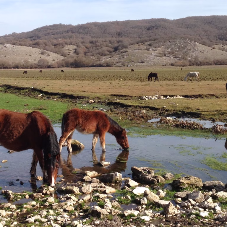 Ranch Brionna 0 3 768x768