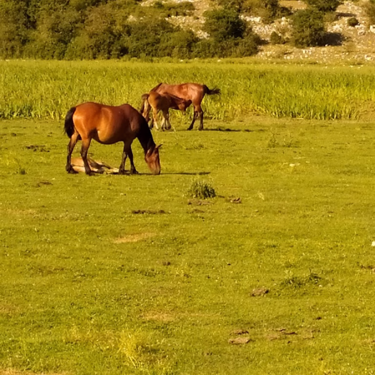 Ranch Brionna 0 4 768x768