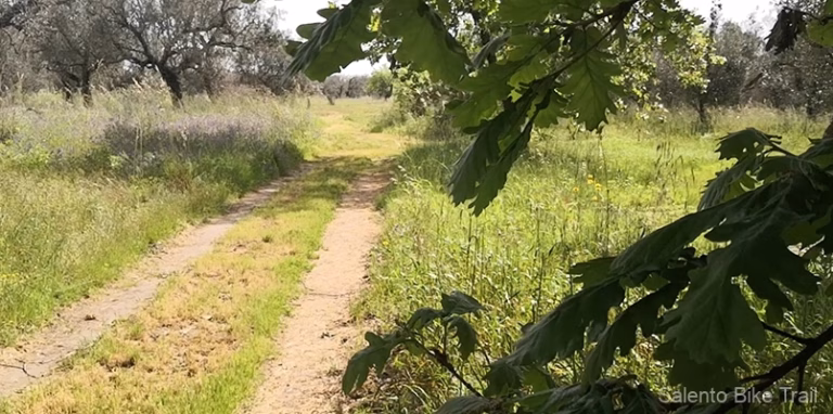 campagna verde foglie ulivi supersano 768x382