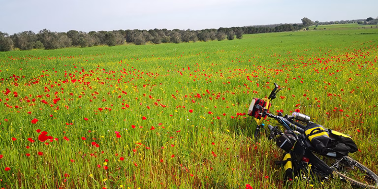 campo tulipani rossi bicicletta ulivi cielo orizzonte supersano 768x384