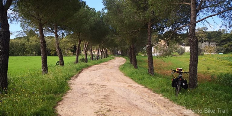 pini viale erba verde cielo bicicletta supersano 768x384