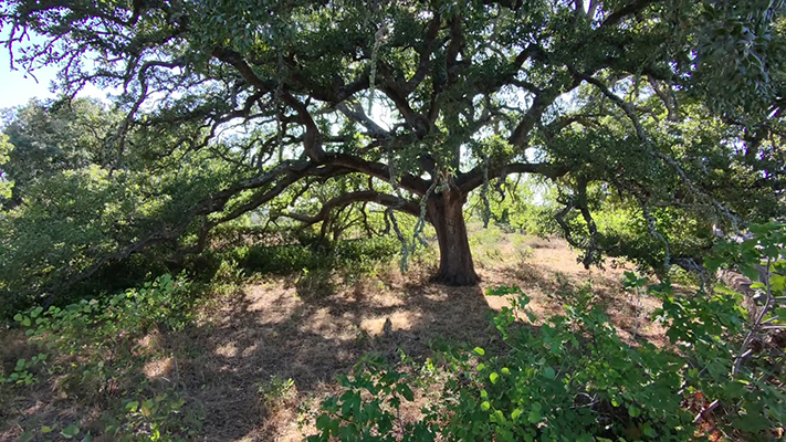 quercia vallonea millenaria tricase