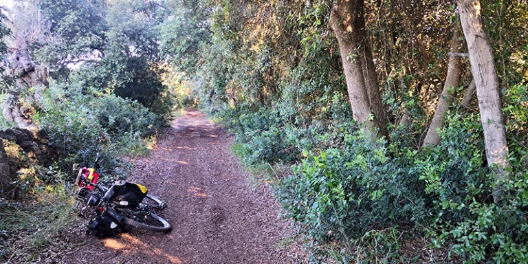 sentiero bosco bicicletta parco rauccio 768x384