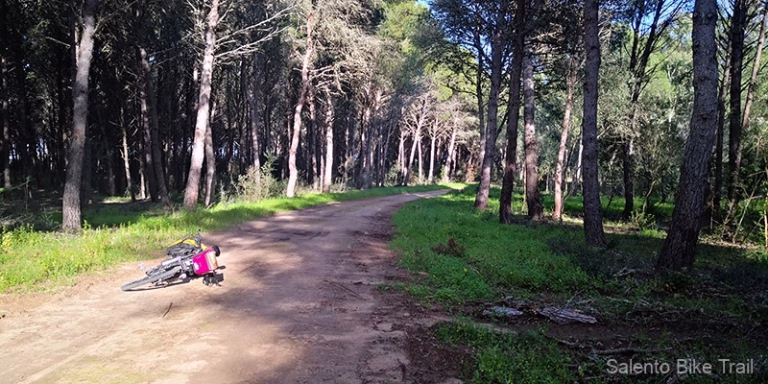 strada boschiva pineta bicicletta torcito 768x384