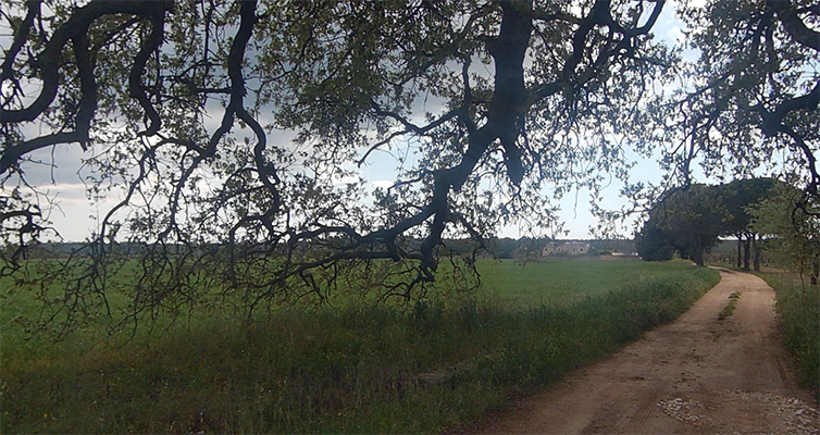 strada sterrata quercia rami ombra verde supersano
