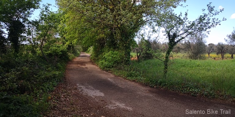 viale sterrato verde alberi campagna nociglia 768x384