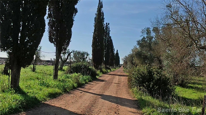 cipressi strada bianca cielo erba ulivi leverano