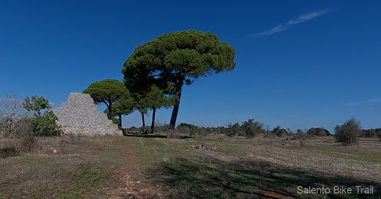pajarone pini cielo azzurro presicce