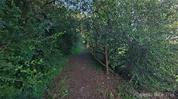 sentiero boschivo vegetazione steccato neviano