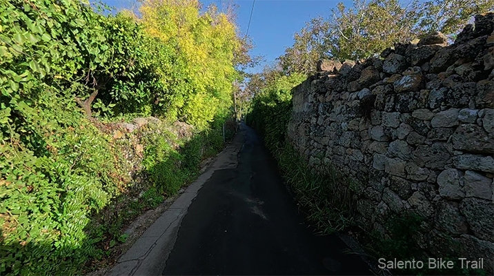 via tra muri a secco alti vegetazione sallentina ugento